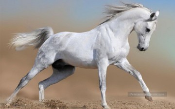 réalisme réaliste Tableau Peinture - cheval de combat gris réaliste de la photo
